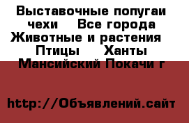 Выставочные попугаи чехи  - Все города Животные и растения » Птицы   . Ханты-Мансийский,Покачи г.